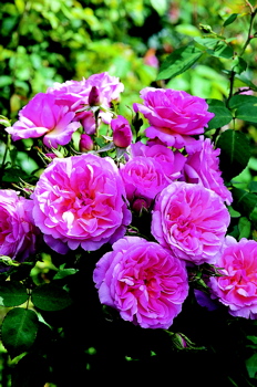 Hyde Hall (Rose)