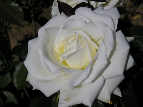 Ice Cream (Rose)