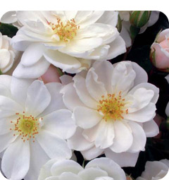 Ice Dance (Rose)