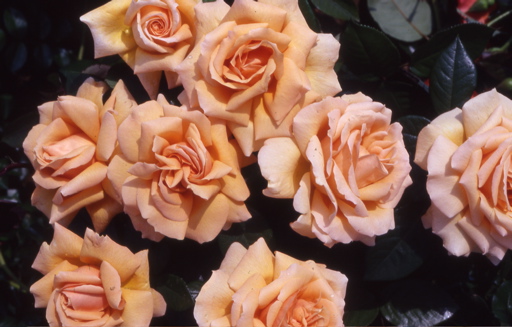 Indian Summer (Rose)