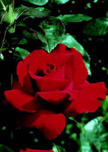 Ingrid Bergman (Rose)