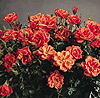 Innocence (Rose)