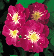 International Herald Tribune (Rose)