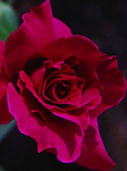 Intrigue (Rose)