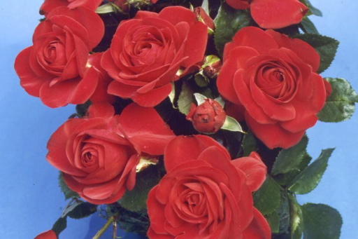 Invincible (Rose)
