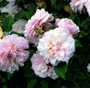 Irene Watts (Rose)