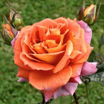 Iris Webb (Rose)