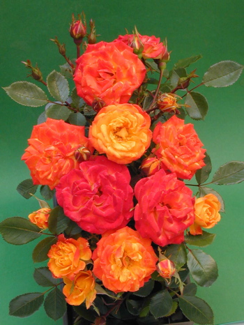 Irish Eyes (Rose)