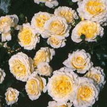 Irish Hope (Rose)