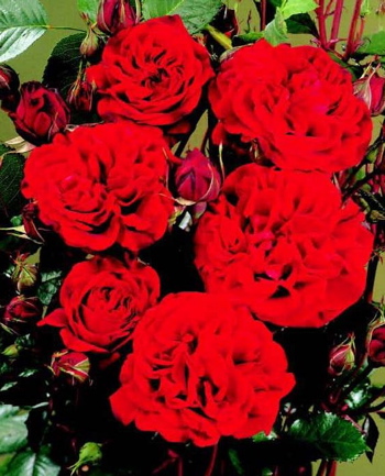 Isabella (Rose)
