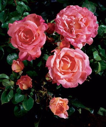 Isobel Derby (Rose)