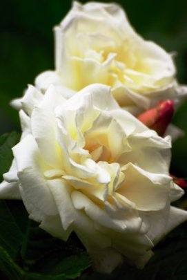 Ivory Castle (Rose)