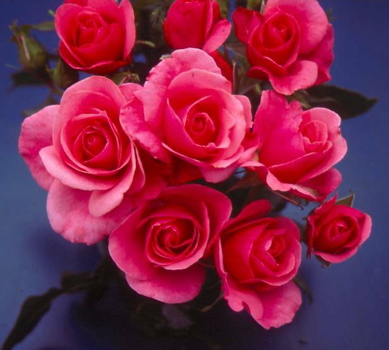 Jack Wood (Rose)