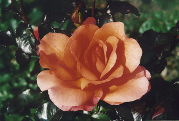Jack's Wish (Rose)