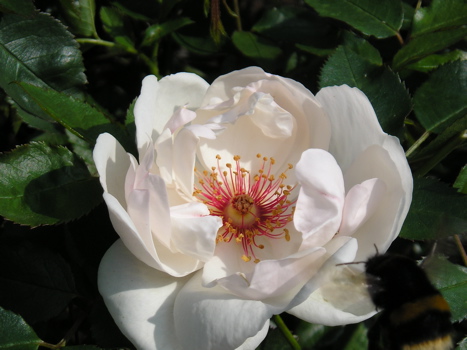 Jacqueline Du Pré (Rose)