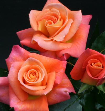 Jam And Jerusalem (Rose)