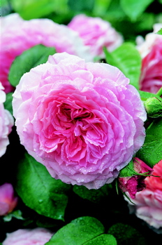 James Galway (Rose)