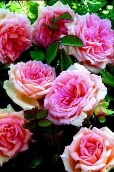 Janet (Rose)