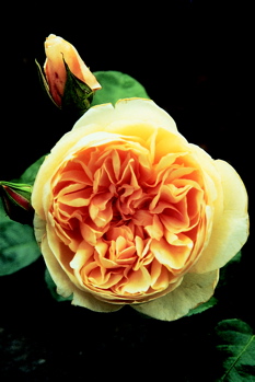 Jayne Austin (Rose)