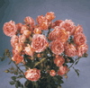 Jean (Rose)