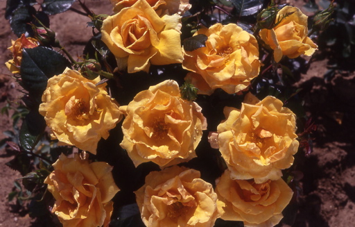 Jean Armour (Rose)