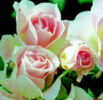 Jenny's Rose (Rose)