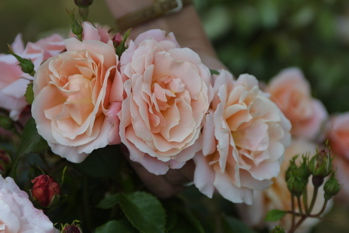 Jill's Rose (Rose)