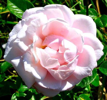 Jillian Mcgredy (Rose)