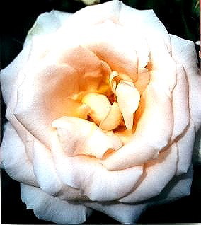 Jilly Cooper (Rose)
