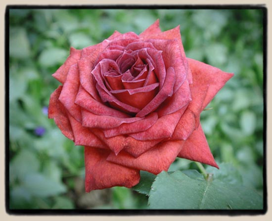 Jocelyn (Rose)
