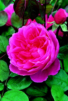 John Clare (Rose)