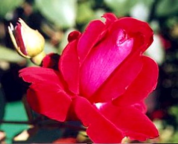 John Waterer (Rose)