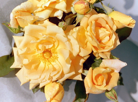 Johnnie Walker (Rose)