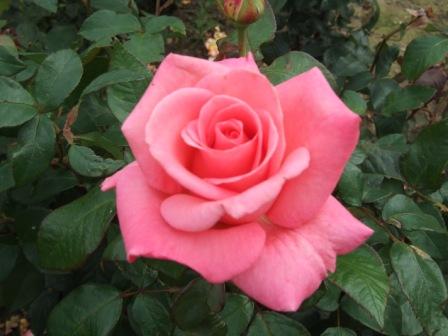 John Willan (Rose)