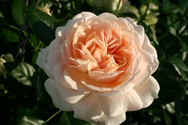 Joie De Vivre (Rose)