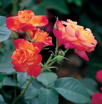 Joseph's Coat (Rose)