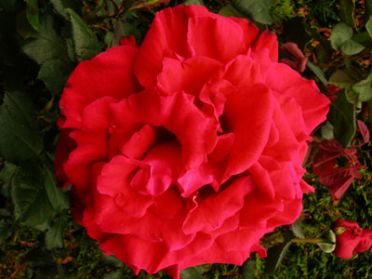 Josephine (Rose)
