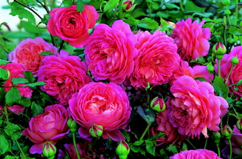 Jubilee Celebration (Rose)