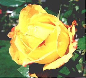 Judy Garland (Rose)