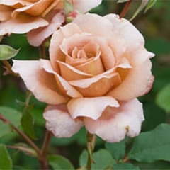 Julia's Rose (Rose)