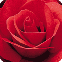 Julie Y (Rose)