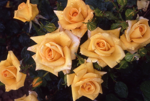 Just For You (Rose)