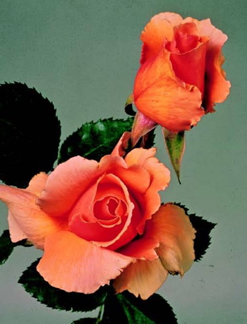 Just Joey (Rose)