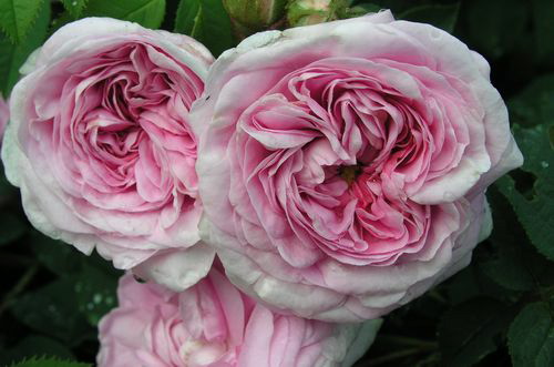 Königin Von Dänmark (Rose)