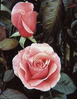 Kathryn Mcgredy (Rose)