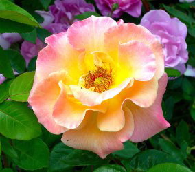 Kathleen's Rose (Rose)