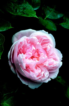 Kathryn Morley (Rose)
