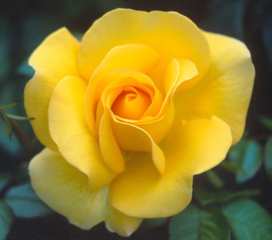 Keep Smiling (Rose)