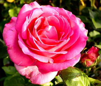 Keepsake (Rose)