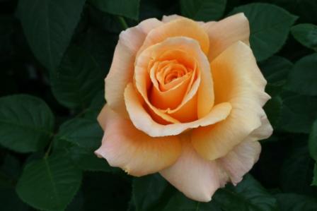 Ken Simmonds (Rose)